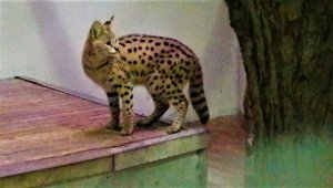 Baskınla yakalanan Afrika vahşi kedisi karantinaya alındı