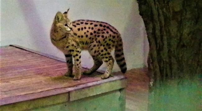 Baskınla yakalanan Afrika vahşi kedisi karantinaya alındı