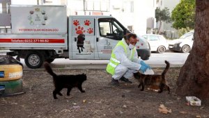 Bayraklı Belediyesi can dostları unutmadı