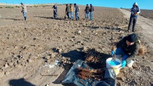 Belediye organik üzüm bağı kurdu