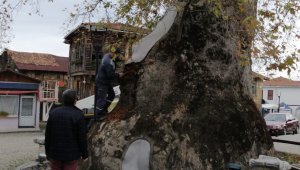 Bin 230 yıllık çınar ağacına bakım