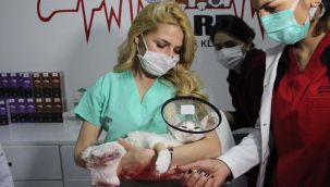 Bir vahşet daha! Kedinin arka ayaklarını kestiler