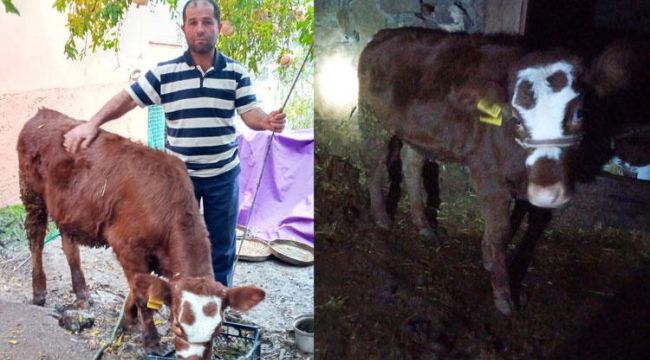 Buzağıya cinsel saldırıda bulundu, ceza almadı