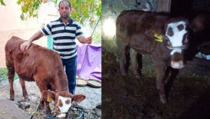 Buzağıya cinsel saldırıda bulundu, ceza almadı