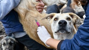 Can dostlara ücretsiz kuduz aşısı