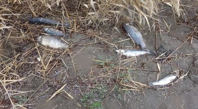 Çanakkale'de korkutan balık ölümleri