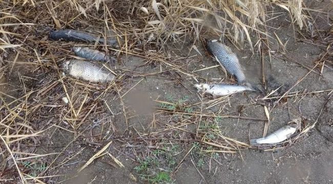 Çanakkale'de korkutan balık ölümleri