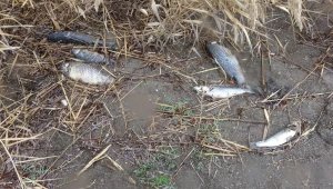 Çanakkale'de korkutan balık ölümleri