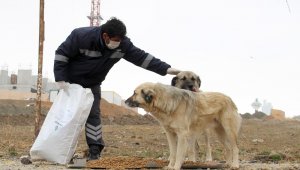 Çankaya Belediyesi sokak hayvanlarını unutmuyor