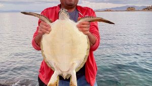 Caretta deniz kaplumbağasını balıkçılar kurtardı