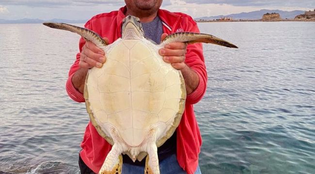 Caretta deniz kaplumbağasını balıkçılar kurtardı