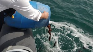 Çeşme Marina Deniz Patlıcanı Projesi devam ediyor