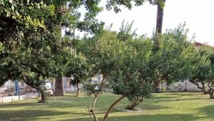 Çeşme'deki sakız ağaçları koruma altında