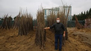 Çiftçiler yüzde 50 hibeli fidanları almaya başladı