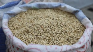 Çiftçiye 'siyez' desteği