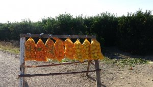 Çukurova'nın yolları portakal karnavalını aratmıyor