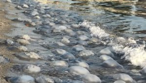 Dev deniz anaları kıyıya vurdu