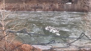 Donan gölde mahsur kalan kazlar için seferberlik