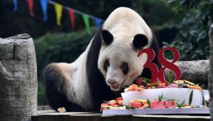 Dünyanın en yaşlı pandası öldü