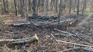 Edirne'de ağaç kesimine çevrecilerden tepki