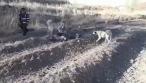 Eşeğe eziyet eden adam yakalandı