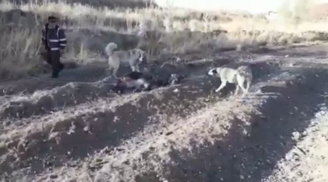 Eşeğe eziyet eden adam yakalandı