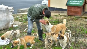 Esenyurt Belediyesi hayvan dostlarını unutmuyor