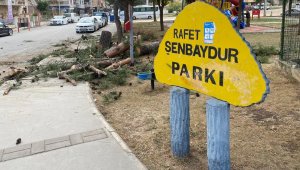Gaziemir'den parktaki ağaç kesimiyle ilgili açıklama