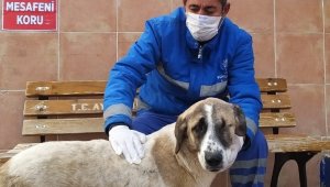 Görme engelli köpek, sıcak yuvasına kavuştu