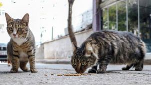 Haluk Levent açıkladı: Büyü için kedi kesiyorlar