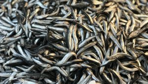 Hamsi balıkçıların kuru fasulyesi