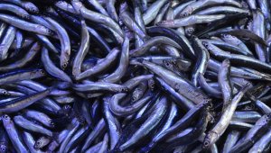 Hamsi fiyatları asansör gibi