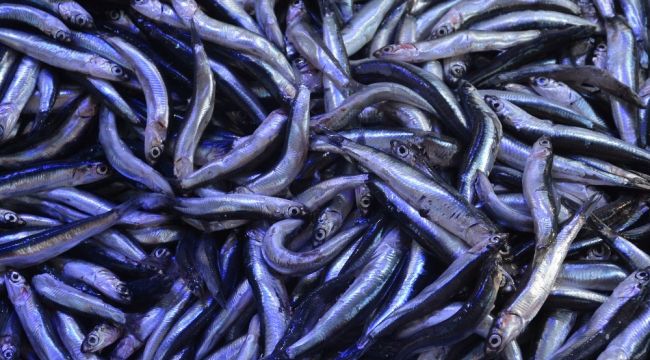 Hamsi fiyatları asansör gibi