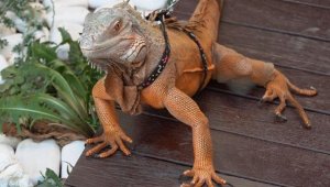 İnsan kaçakçılarının kadın liderinin iguanası