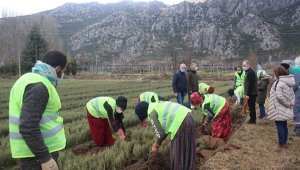 Isparta'da bu yıl 42 türde 6 milyon 500 bin adet fidan üretildi