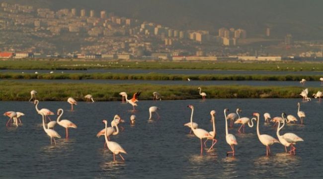 İzmir Gediz Deltası için yüzlerce kişi sanal ortamda buluştu