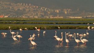 İzmir Gediz Deltası için yüzlerce kişi sanal ortamda buluştu