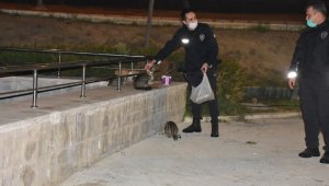 İzmir'de aç kalan hayvanları polisler besledi