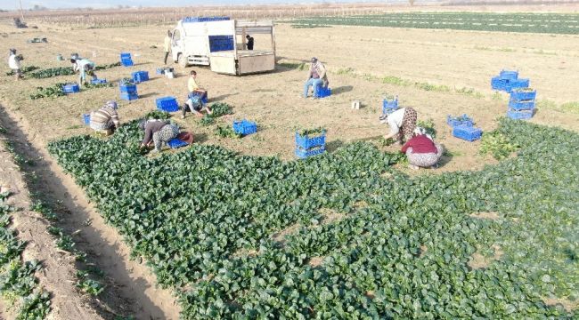 İzmir'de ıspanak hasadı sürüyor