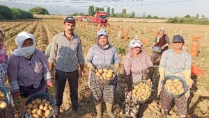 İzmir'de patates hasadı kaldığı yerden devam edecek