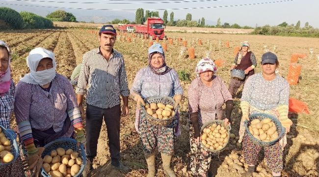 İzmir'de patates hasadı kaldığı yerden devam edecek