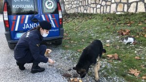 Jandarmanın can dostlara merhameti gönülleri fethetti