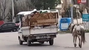 Kamyonetin atı çekmesi tepkisine tepki