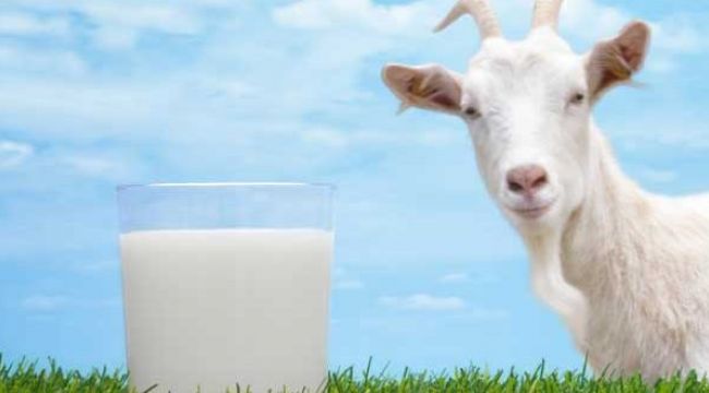 Keçi sütünde koronaya karşı etkili protein keşfedildi