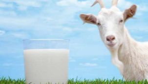 Keçi sütünde koronaya karşı etkili protein keşfedildi