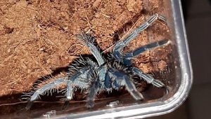 Kentin göbeğinde onlarca piton, örümcek, kertenkele…