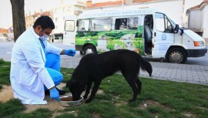 Kısıtlamada sokak hayvanları Büyükşehir'e emanet