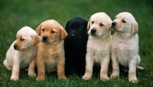 Köpekler dediklerinizi gerçekten anlıyor mu?