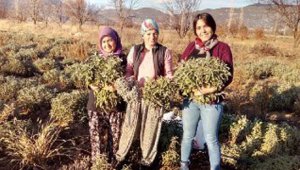 Korona virüs adaçayına ilgiyi arttırdı, çiftçiler ürün yetiştiremiyor