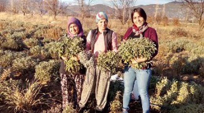 Korona virüs adaçayına ilgiyi arttırdı, çiftçiler ürün yetiştiremiyor